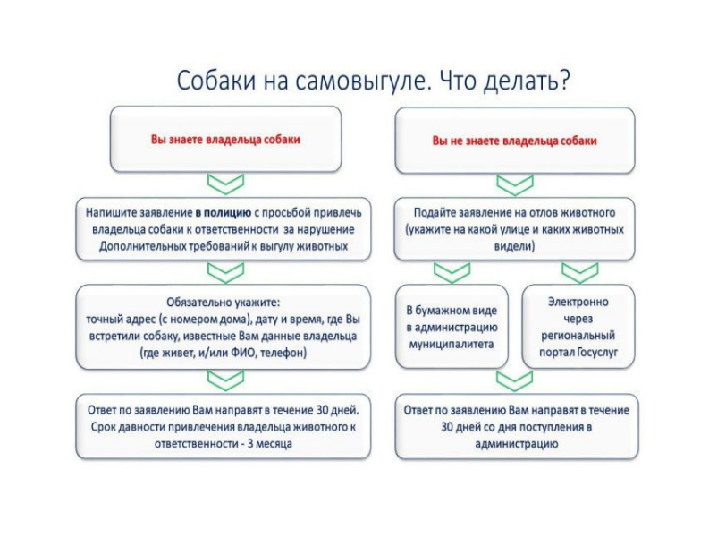 ПРАВИЛА СОДЕРЖАНИЯ ДОМАШНИХ ЖИВОТНЫХ.