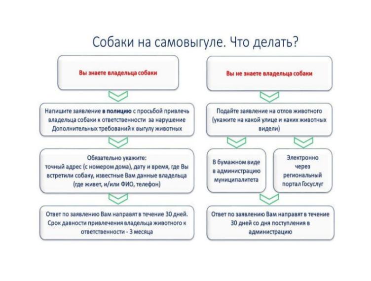 ПРАВИЛА СОДЕРЖАНИЯ ДОМАШНИХ ЖИВОТНЫХ. ПРАВИЛА СОДЕРЖАНИЯ ДОМАШНИХ ЖИВОТНЫХ.